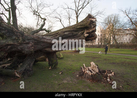 Albero soffiato verso il basso nella tempesta Doris, (23.03.2017), Regents Park, London, Regno Unito Isole britanniche Foto Stock