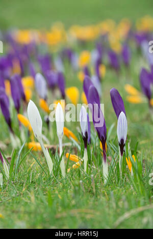 Crocus fiori che appaiono su un prato da inizio marzo. Regno Unito Foto Stock