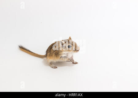 Cucciolata gerbillo mongolo, Desert Rat su sfondo bianco Foto Stock