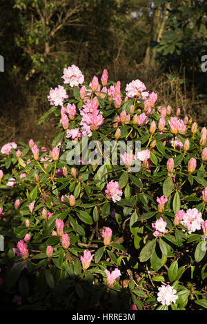 Regno Unito, Inghilterra, Cheshire, studioso verde, Rode Hall, giardini d'inverno, prima fioritura di rododendro impianto alla fine di febbraio Foto Stock
