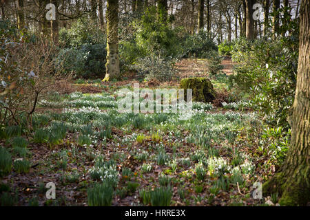 Regno Unito, Inghilterra, Cheshire, studioso verde, Rode Hall, giardini, il legno vecchio, bucaneve alla fine di febbraio Foto Stock