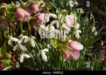 Regno Unito, Inghilterra, Cheshire, studioso verde, Rode Hall, giardini, il legno vecchio, snowdrop veratro e fiori alla fine di febbraio Foto Stock