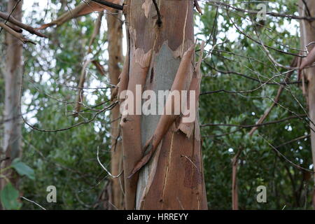 Corteccia di cadere fuori un piccolo gum tronco di albero Foto Stock