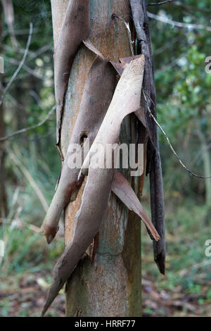 Corteccia di cadere fuori un piccolo gum tronco di albero Foto Stock