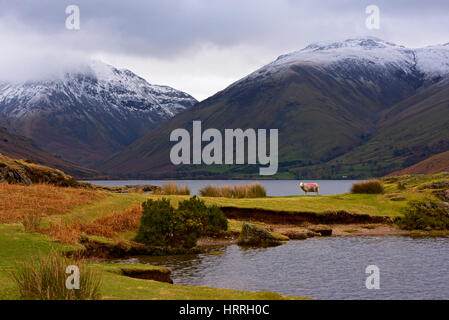 Herdwick pecore, Wastwater, Wasdale, Parco Nazionale del Distretto dei Laghi, Cumbria, England Regno Unito Foto Stock