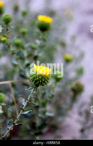 Bellissimi fiori selvatici su Antelope Island, Utah Foto Stock