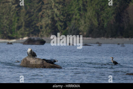 Pacific Harbour guarnizioni rilassante sulle rocce Foto Stock