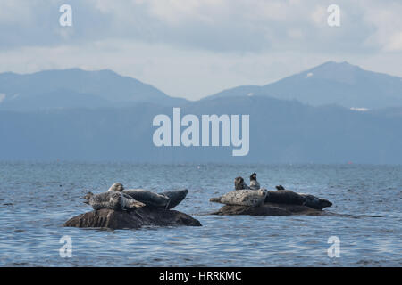 Pacific Harbour guarnizioni rilassante sulle rocce Foto Stock