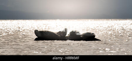 Pacific Harbour guarnizioni rilassante sulle rocce Foto Stock