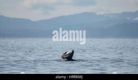 Pacific Harbour guarnizioni rilassante sulle rocce Foto Stock