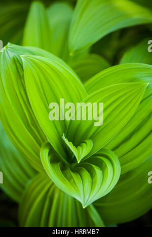 Primo piano di un giglio di mais pianta nel North Cascades di Washington, Stati Uniti d'America. Foto Stock