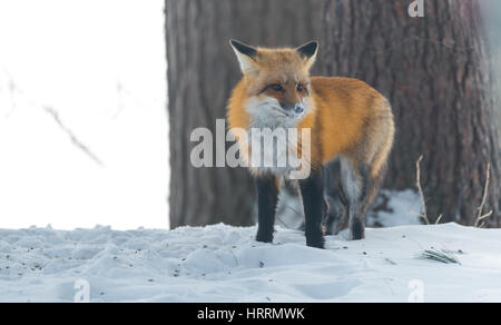 Ritratto di un bel rosso volpe (Vulpes vulpes) in un bosco d'inverno. Animale selvatico emerge per visitare cottages. Caccia & purifica per cibo. Foto Stock