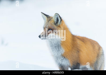 Ritratto di un bel rosso volpe (Vulpes vulpes) in un bosco d'inverno. Animale selvatico emerge per visitare cottages. Caccia & purifica per cibo. Foto Stock