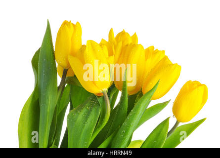 Tulipani gialli con foglie verdi su sfondo bianco. Fiori di Primavera closeup. I tulipani con gocce d'acqua isolati su sfondo bianco. La rugiada su tulipano giallo Foto Stock