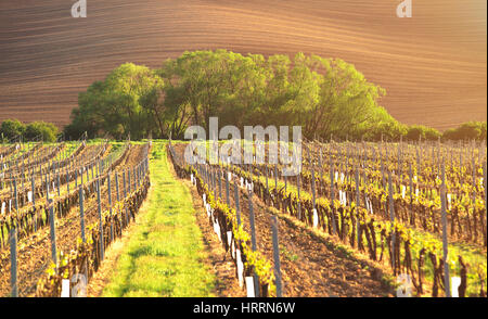 La molla vigneto nella luce del sole serale. Caldi raggi solari illuminano i giovani germogli di uva. Dritto filari di vigneti in serata. Bella informazioni agrico Foto Stock