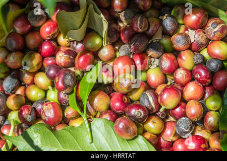 Raccolte le ciliegie di caffè su una azienda di caffè a San Marcos de Tarrazoe, Costa Rica. Foto Stock