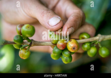 Un lavoratore tiene stagionati di ciliegie di caffè su una azienda di caffè a San Marcos de Tarrazoe, Costa Rica. Foto Stock