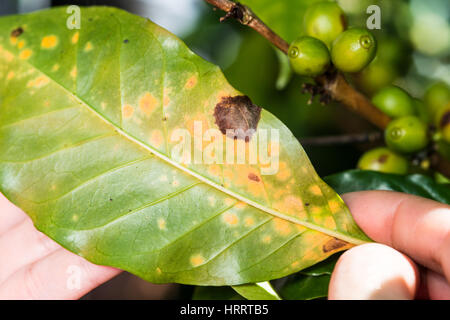 Foglia di caffè ruggine (hemileia vastatrix) è esaminato in una piantagione di caffè in San Marcos de Tarrazoe, Costa Rica. Foto Stock