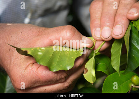 Foglia di caffè ruggine (hemileia vastatrix) è esaminato in una piantagione di caffè in San Marcos de Tarrazoe, Costa Rica. Foto Stock