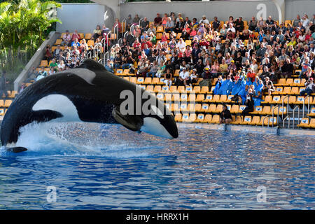 Killer Whale saltare in una piscina,immagine dal Loro Parque di Puerto de la Crus Tenerife Spagna. Foto Stock