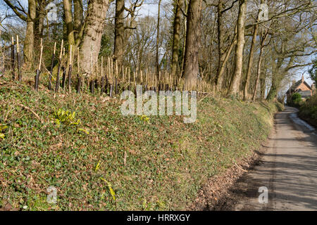 Un nuovo impianto di hedge in un ambiente rurale Foto Stock