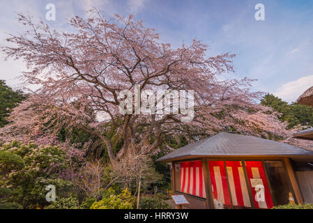 Grande ciliegio piangente nella primavera,Giappone Foto Stock