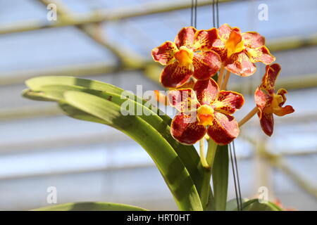 Chiuso fino Thai Orchid arancione in azienda Foto Stock