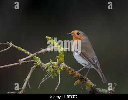 Robin sotto la pioggia su un lichene ramo coperto in inverno, Galles/Shropshire frontiere,uk 2017 con gocce di pioggia sulla sua testa Foto Stock