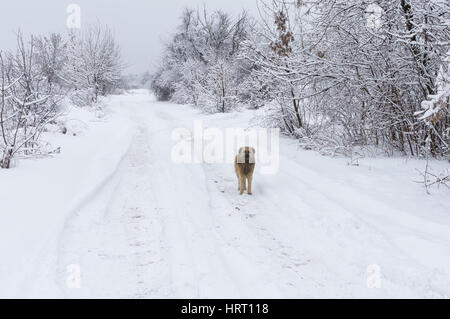 Lonely di razza cane nero in piedi su una massa nevosa road guardando intorno Foto Stock