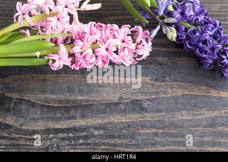 Giacinti fresco su un rustico di legno. Foto Stock