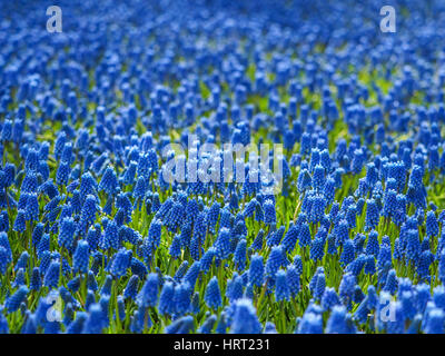 Muscari fiori giacinti blooming a Keukenhof, Paesi Bassi Foto Stock
