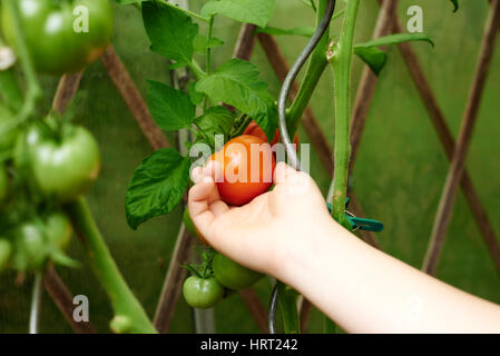 Close up donna mani prelevare un pomodoro Foto Stock