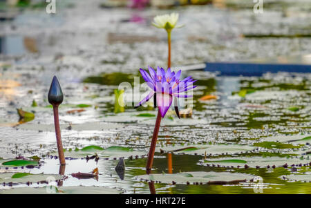 Fiore di loto (Nelumbo), Lotus, Lotus blossom, Singapore, Asia, Singapore Foto Stock
