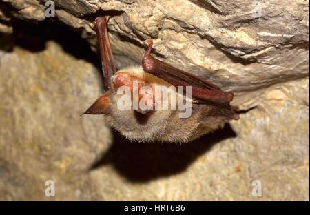 Pipistrelli con orecchie di topo (Myotis myotis) in grotta Foto Stock