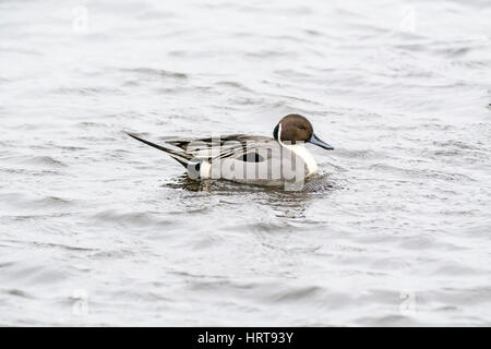 Pintail (Anas acuta) maschio, noto anche come Drake. La specie è molto diffusa, soprattutto in Europa, Asia e Nord America. Foto Stock