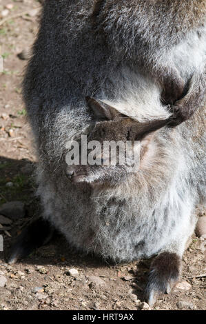 Wallaby Joey in una sacca - Macropus rufogriseus Foto Stock