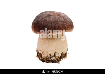 Boletus Edulis Mushroom isolati su sfondo bianco Foto Stock