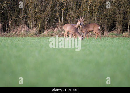 Un gruppo di 3 giovani il capriolo (Capreolus capreolus) sul bordo del Warwickshire woodland Foto Stock