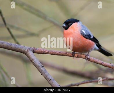Un maschio Bullfinch (Pyrrhula pyrrhula) appollaiato su un ramo di albero, Norfolk Foto Stock