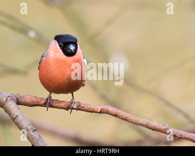 Un maschio Bullfinch (Pyrrhula pyrrhula) appollaiato su un ramo di albero, Norfolk Foto Stock