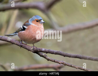 Un maschio (fringuello Fringilla coelebs) appollaiato su un ramo di albero, Norfolk Foto Stock