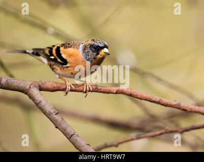 Un maschio Brambling (Fringilla montifringilla) appollaiato su un ramo di albero, Norfolk Foto Stock