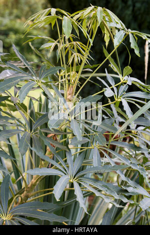 Schefflera taiwaniana Foto Stock