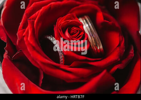 Nozze anelli d oro nella Red rosebud closeup Foto Stock