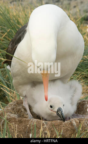 Nero-browed Albatross (Thalassarche melanophris) Adulti con giovani pulcino su nido, Isole Falkland Foto Stock