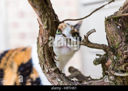 Primo piano della gatta calico arrampicata rami sniffing sulla boccola Foto Stock