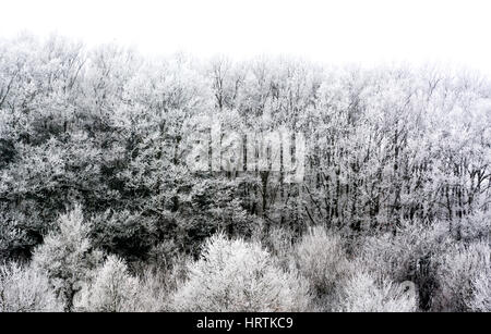 Dettaglio del bosco surgelati, Ungheria Foto Stock