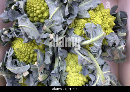 La frutta e la verdura romanesco di stallo broccoflower Foto Stock