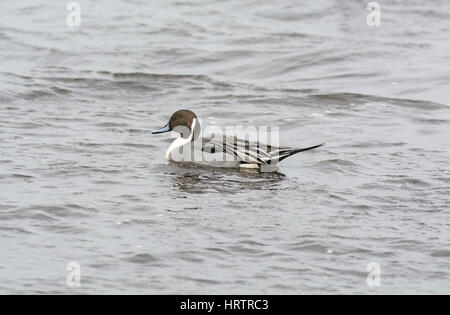 Pintail (Anas acuta) maschio, noto anche come Drake. La specie è molto diffusa, soprattutto in Europa, Asia e Nord America. Foto Stock