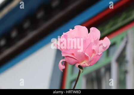 Questo è indiano fiore (in sikkim) bellissimo fiore rosa Foto Stock